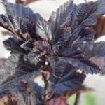 Physocarpus, Schneeball-Blasenspiere: pflanzen, Rückschnitt und Pflege