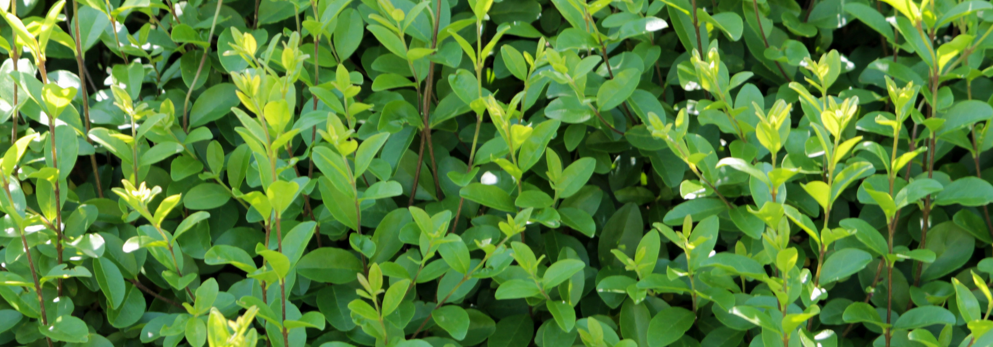 Liguster, Ligustrum: pflanzen, Rückschnitt und Pflege