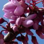 Judasbaum, Cercis: pflanzen, schneiden und pflegen