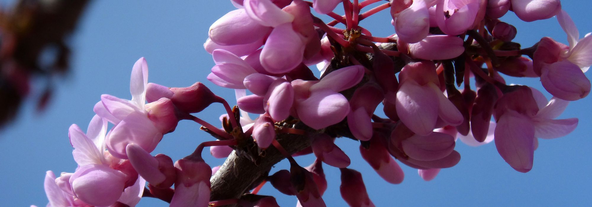Judasbaum, Cercis: pflanzen, schneiden und pflegen
