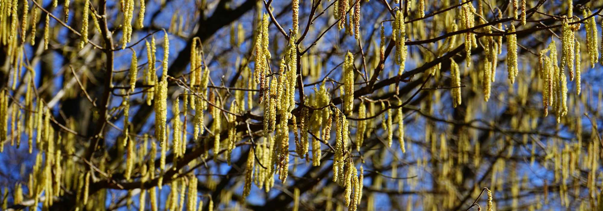Hasel, Corylus: pflanzen, zurückschneiden und pflegen
