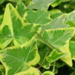 Der Gewöhnliche Efeu, Hedera helix: pflanzen, kultivieren, Rückschnitt