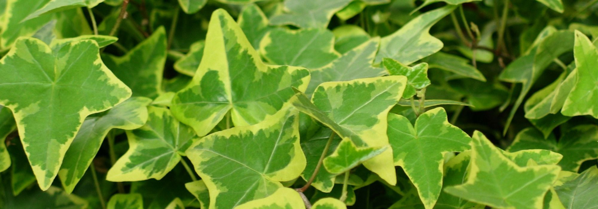 Der Gewöhnliche Efeu, Hedera helix: pflanzen, kultivieren, Rückschnitt