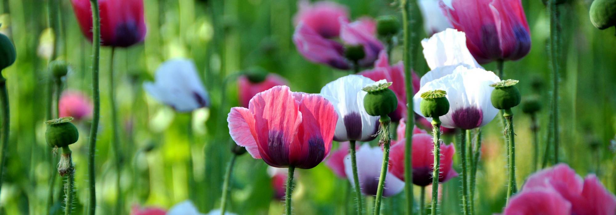 Klatsch-Mohn und einjährige Mohnblumen: säen, kultivieren und pflegen