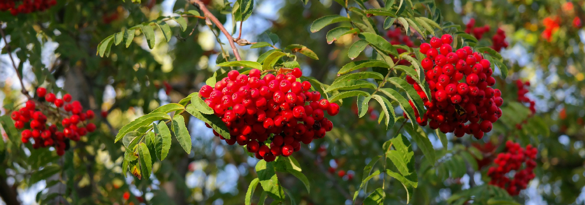 Ebereschen, Sorbus: pflanzen, schneiden und pflegen