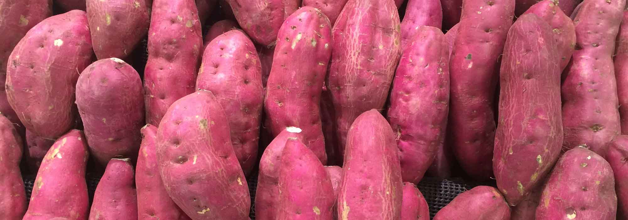 Die Zier-Süßkartoffel erfolgreich anbauen und schöne Ernten erzielen