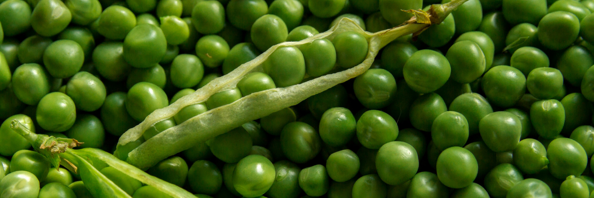 Erbsen und Erbsen: Im Gemüsegarten säen, anbauen und ernten