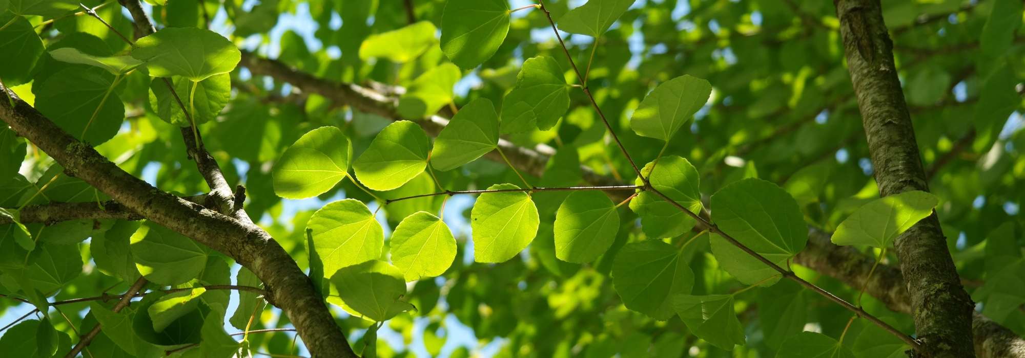 Kuchenbaum, Katsurabaum: pflanzen, schneiden und pflegen