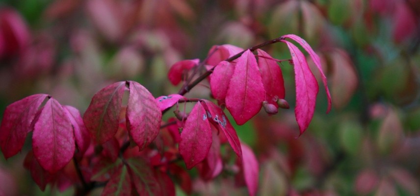 Flügelspindelstrauch im Herbst