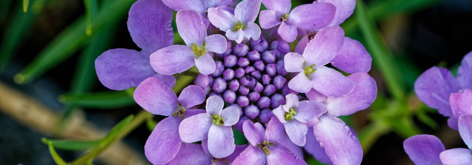Schleifenblume, Sündermanns Schaumkresse: Pflanzung, Aussaat und Pflege