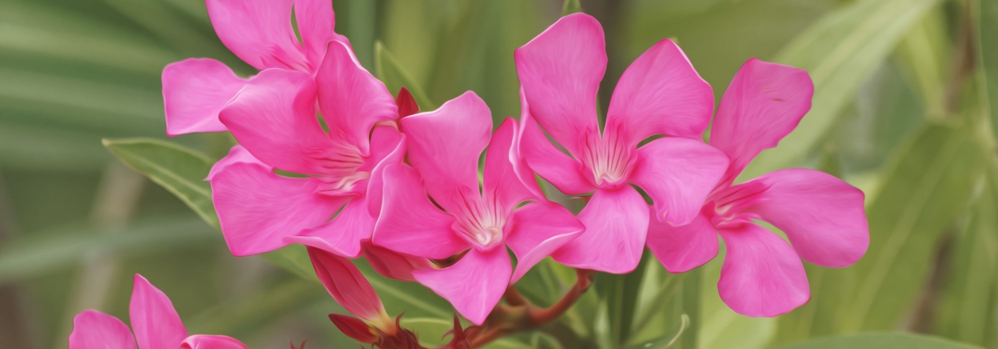 Oleander: Pflanzen, Rückschnitt und Pflege