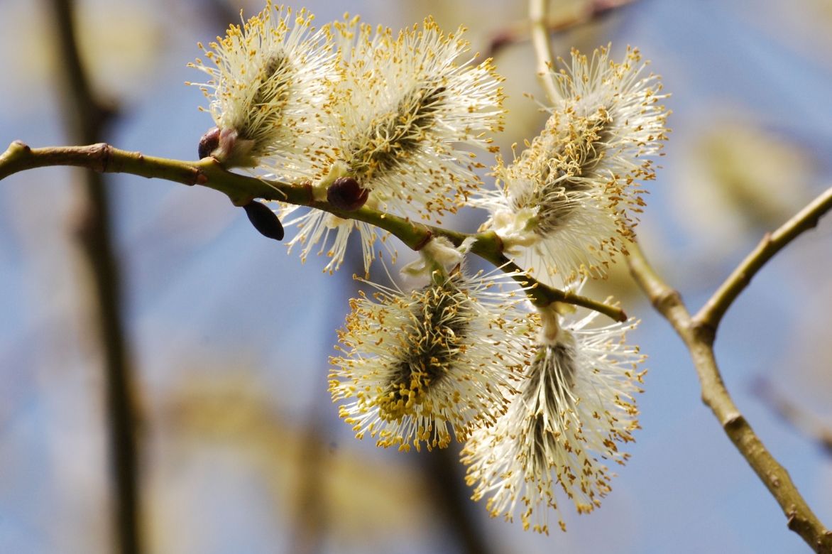 Weide, Salix: Pflanzen, Rückschnitt und Pflege