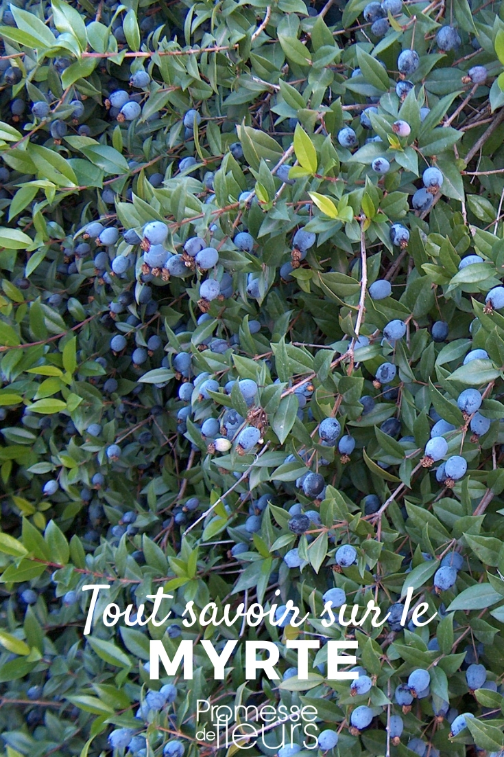 Myrte, Myrtus - Strauch - alles Wissenswerte