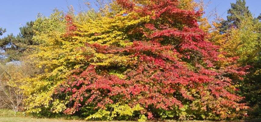 Eisenholzbaum im Herbst