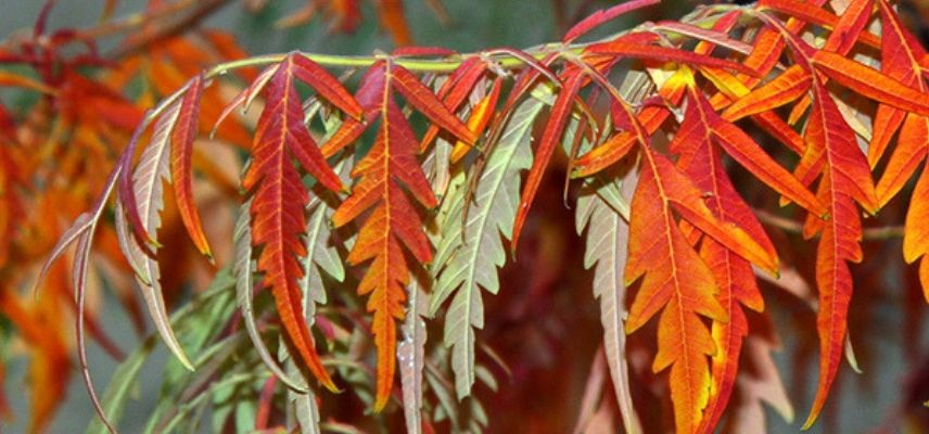 Sumach im Herbst