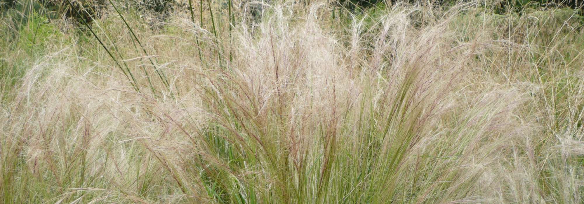 Stipa, Federgras: Pflanzung, Rückschnitt, Pflege
