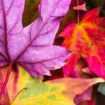 Die schönsten Bäume und Sträucher mit Herbstfärbung