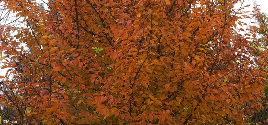 Orangeroter Charme im Herbst