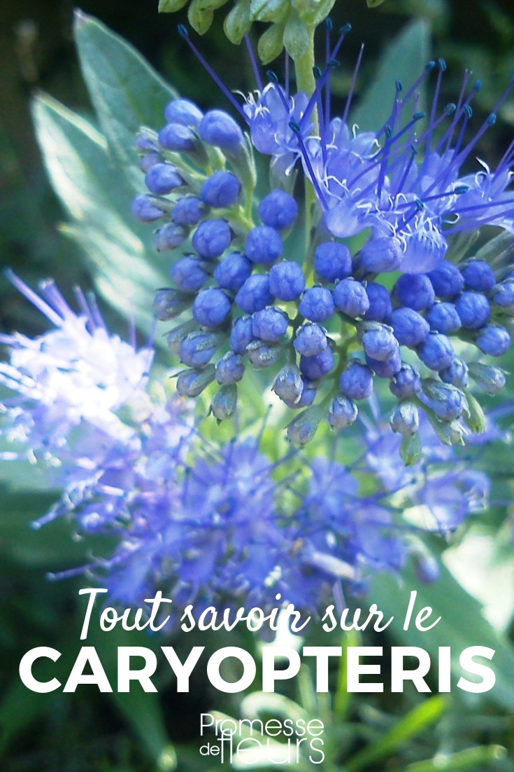 Caryopteris, Blaue Spiere