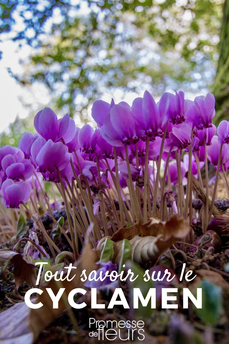 Cyclamen: Pflanzen, Pflegen, Kultivieren
