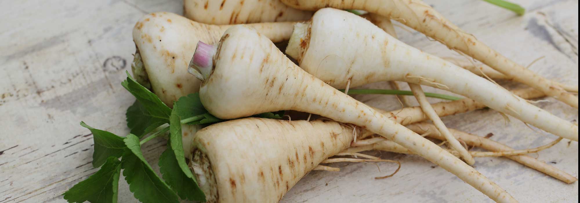 Pastinake: säen, kultivieren, ernten, lagern