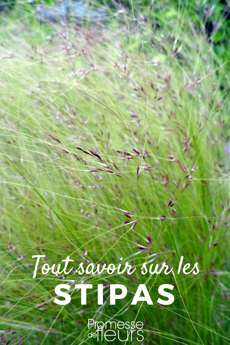 Stipa, Engelshaar: Alles, was Sie wissen müssen
