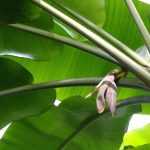 Banane: Pflanzen, Kultivieren und Pflege im Topf oder im Garten