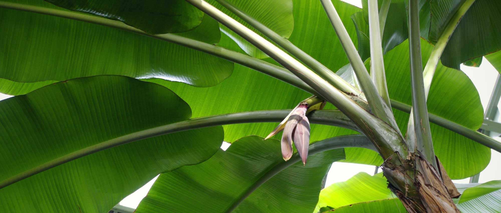 Banane: Pflanzen, Kultivieren und Pflege im Topf oder im Garten