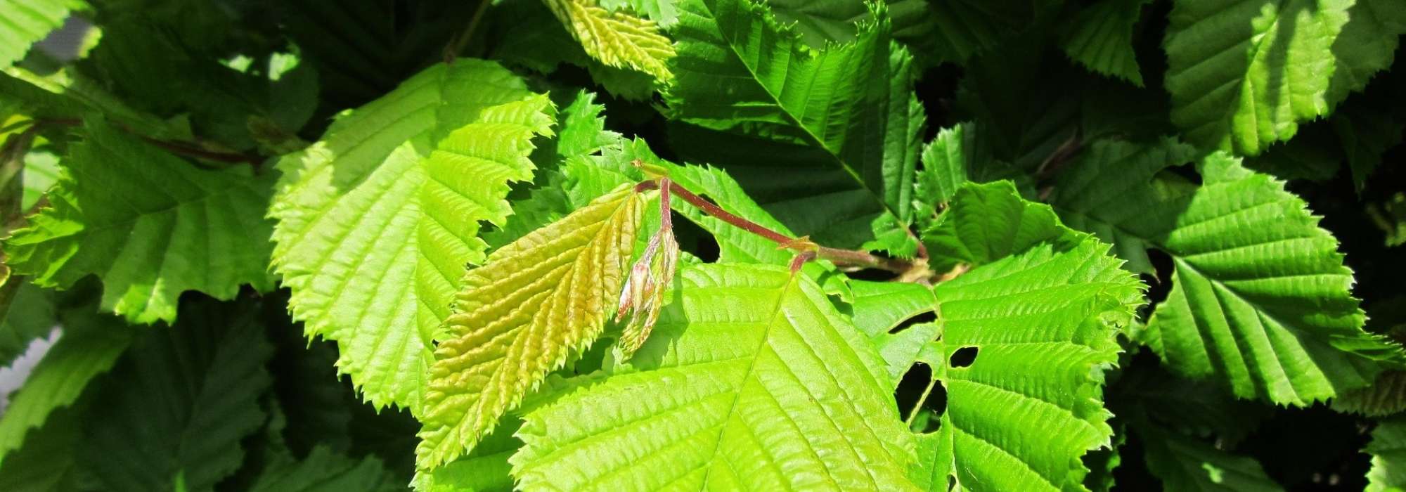Hainbuche und Hainbuchenhecke: pflanzen, Rückschnitt und Pflege