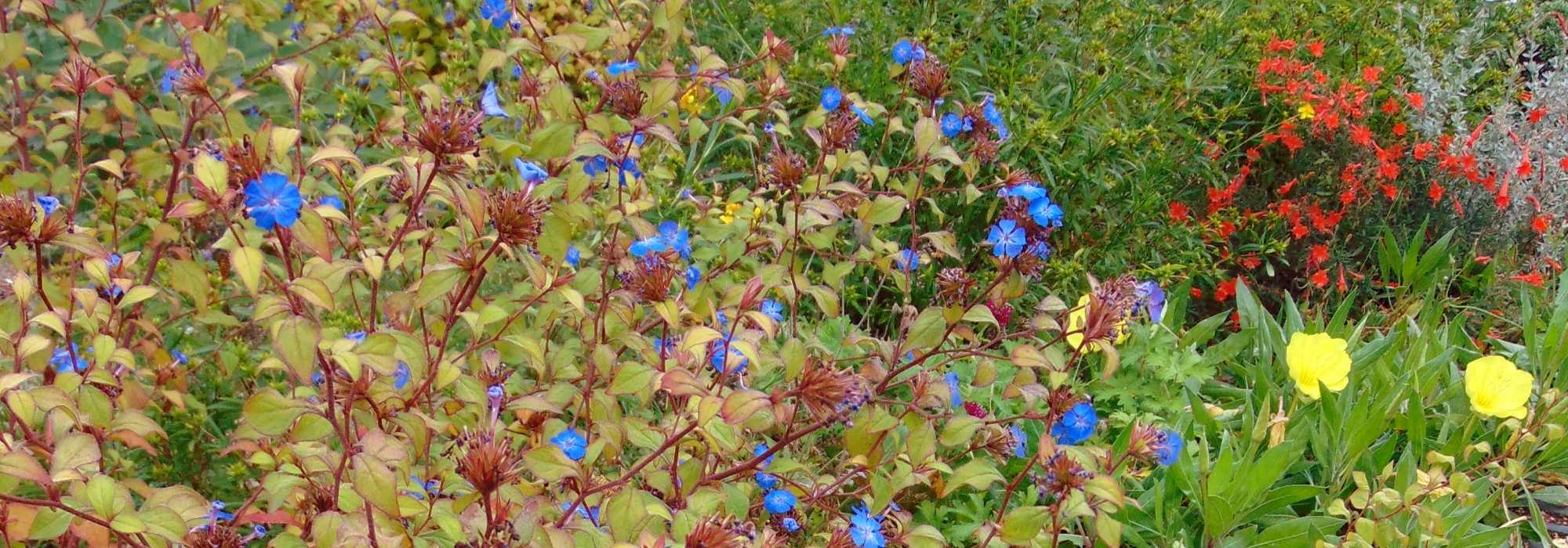 Ceratostigma, Hornbleiwurz: pflanzen, schneiden und pflegen