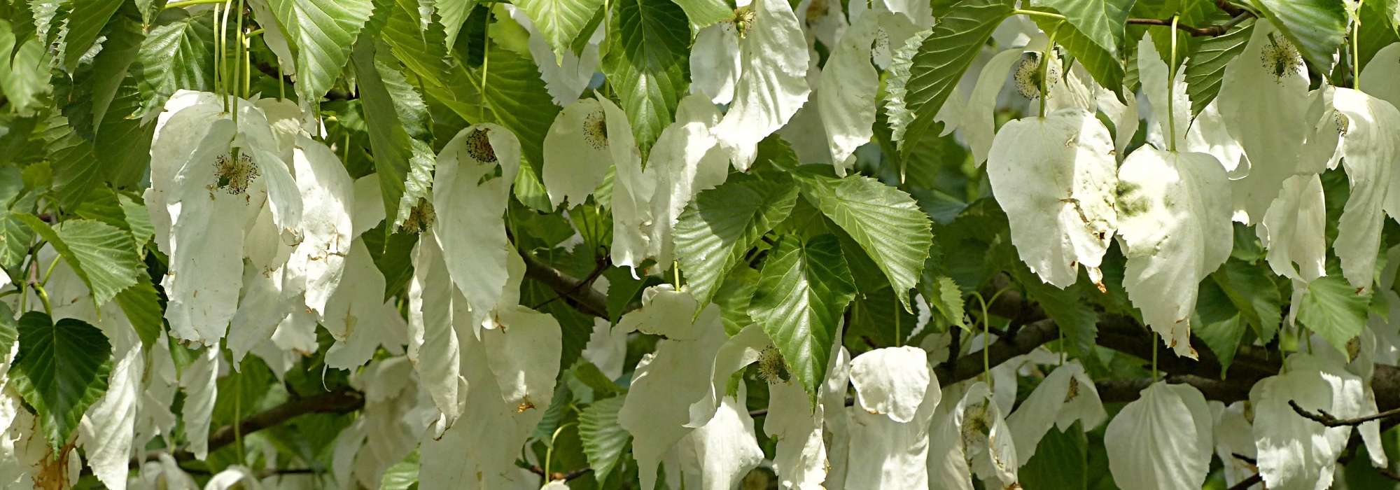 Taschentuchbaum, Taschentuchbaum: pflanzen, schneiden, pflegen