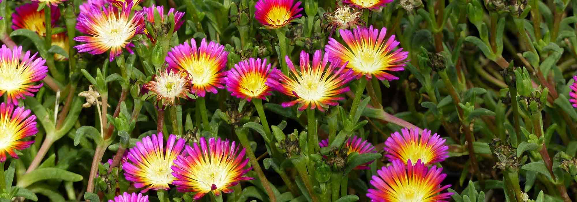 Mittagsblume, Mittagsblume: Pflanzen und Kultivieren