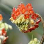 Edgeworthia chrysantha, Edgeworthie: Pflanzen und Pflege