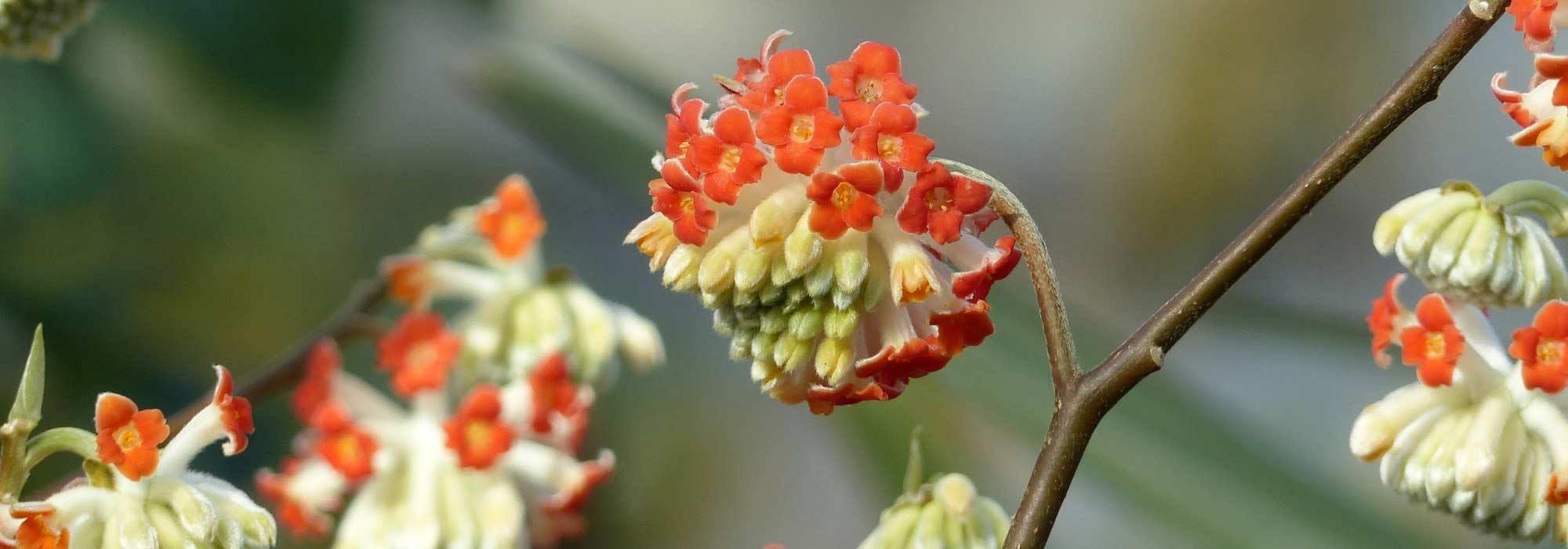 Edgeworthia chrysantha, Edgeworthie: Pflanzen und Pflege
