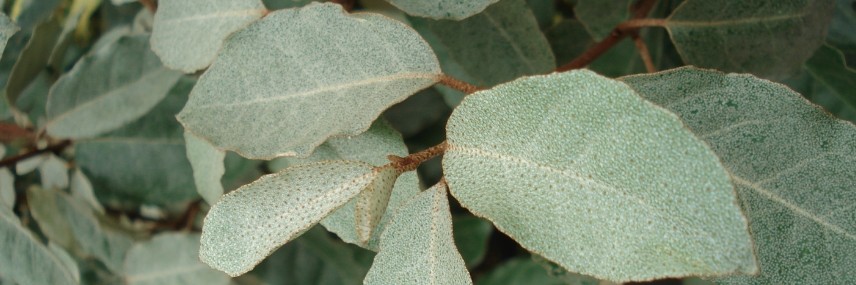 Elaeagnus, schnellwachsende Heckenpflanze