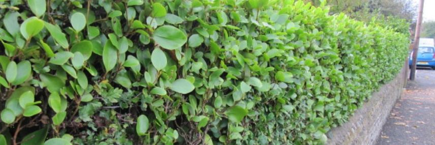 Griselinia littoralis, schnellwachsende Hecke