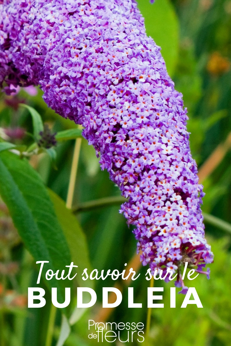 Buddleia, Schmetterlingsflieder