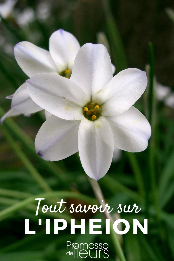 Ipheion: Pflanzen und Pflegen
