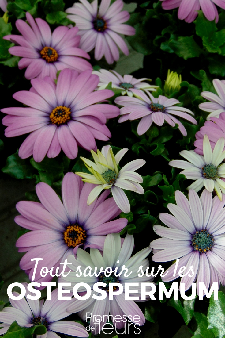 Osteospermum, Kapkörbchen - Tipps zur Aussaat und Pflege

Das Kapkörbchen (Osteospermum), auch bekannt als Kapmargerite, ist eine beliebte Zierpflanze, die mit ihren farbenfrohen Blüten jeden Garten bereichert. Hier sind einige Tipps zur Aussaat und Pflege dieser schönen Pflanze:

**Aussaat:**
- Die Aussaat des Kapkörbchens erfolgt am besten im Frühjahr, wenn die Temperaturen konstant über 15°C liegen.
- Säen Sie die Samen in eine gut durchlässige, nährstoffreiche Erde und bedecken Sie sie leicht mit Substrat.
- Halten Sie das Substrat gleichmäßig feucht, aber nicht nass, um Schimmelbildung zu vermeiden.
- Die Keimung erfolgt in der Regel innerhalb von 10 bis 20 Tagen bei einer Temperatur von 18 bis 20°C.

**Pflege:**
- Kapkörbchen bevorzugen einen sonnigen Standort, vertragen aber auch Halbschatten.
- Gießen Sie regelmäßig, aber vermeiden Sie Staunässe, da dies zu Wurzelfäule führen kann.
- Düngen Sie die Pflanzen alle zwei Wochen mit einem ausgewogenen Flüssigdünger, um eine üppige Blüte zu fördern.
- Entfernen Sie verblühte Blüten regelmäßig, um die Bildung neuer Blüten anzuregen.

Mit diesen einfachen Tipps können Sie die Schönheit des Kapkörbchens in Ihrem Garten genießen und sich an seinen farbenfrohen Blüten erfreuen.