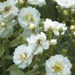 ADR-Rosen, winterhart und krankheitsresistent