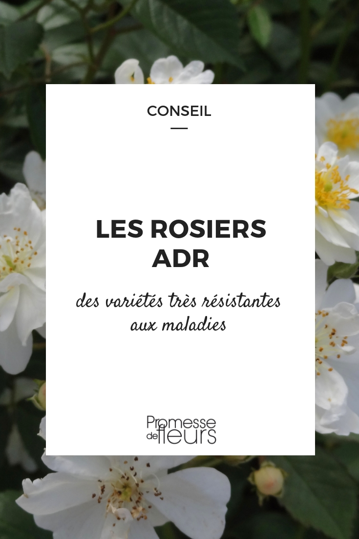 Rosen mit ADR-Prädikat