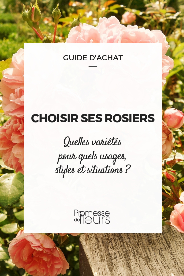 Einen Rosenstrauch auswählen - unsere Tipps