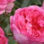 Duftende Rosen сортieren