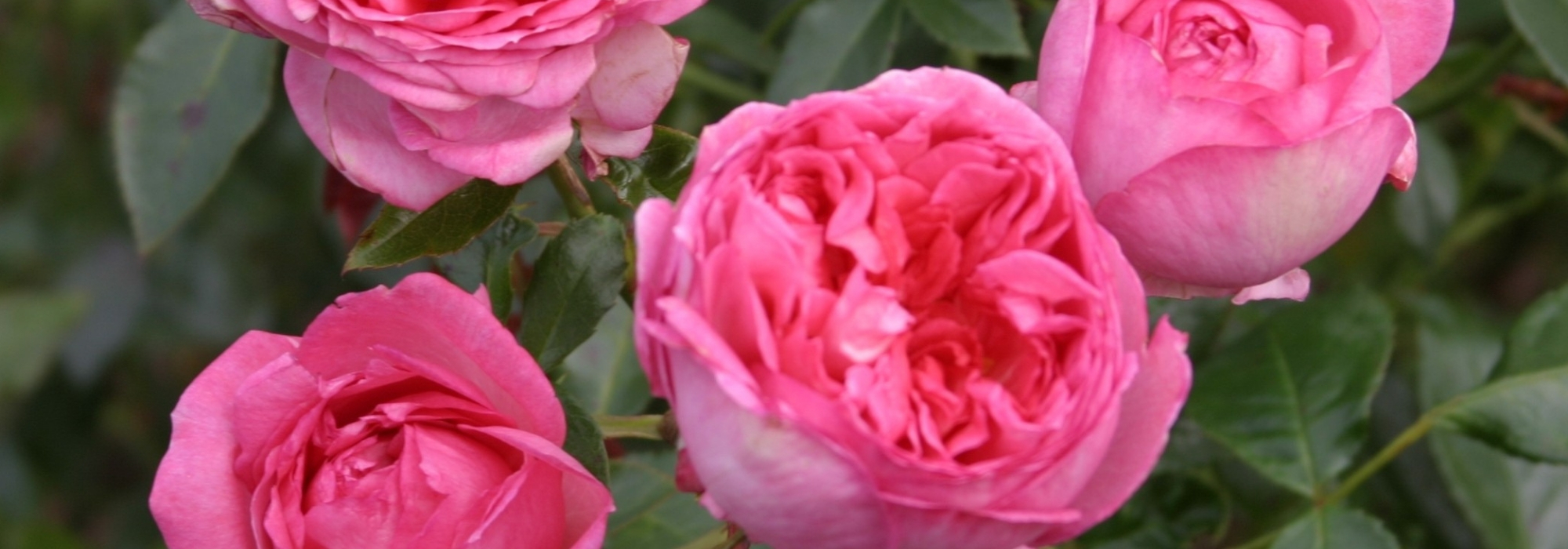 Duftende Rosen сортieren
