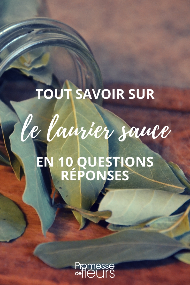 Lorbeer, Laurus nobilis: 10 Fragen und Antworten