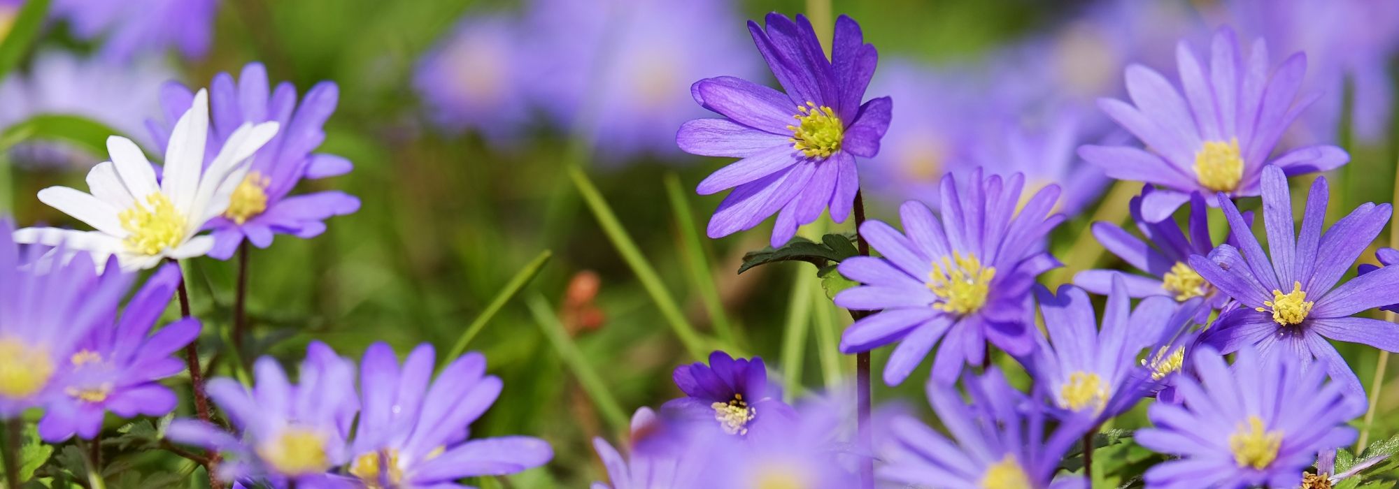 Frühlings-Anemonen: Pflanzung, Anbau, Pflege und Verwendung