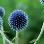 Kugeldistel: Pflanzen, Kultivieren und Pflegen