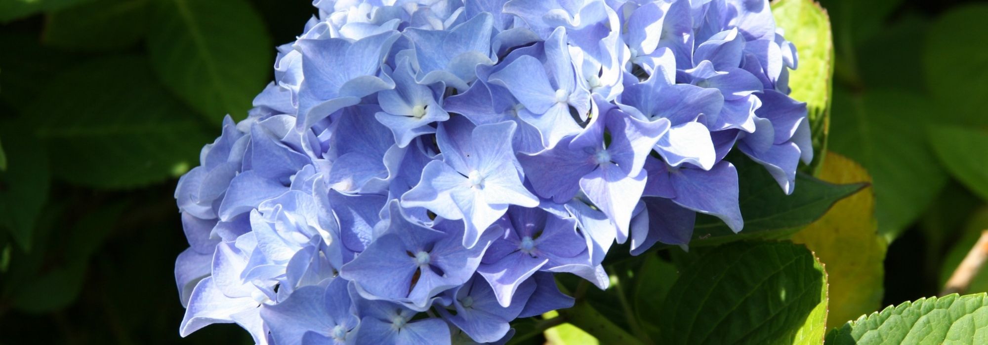 Die Farbe der Hortensien