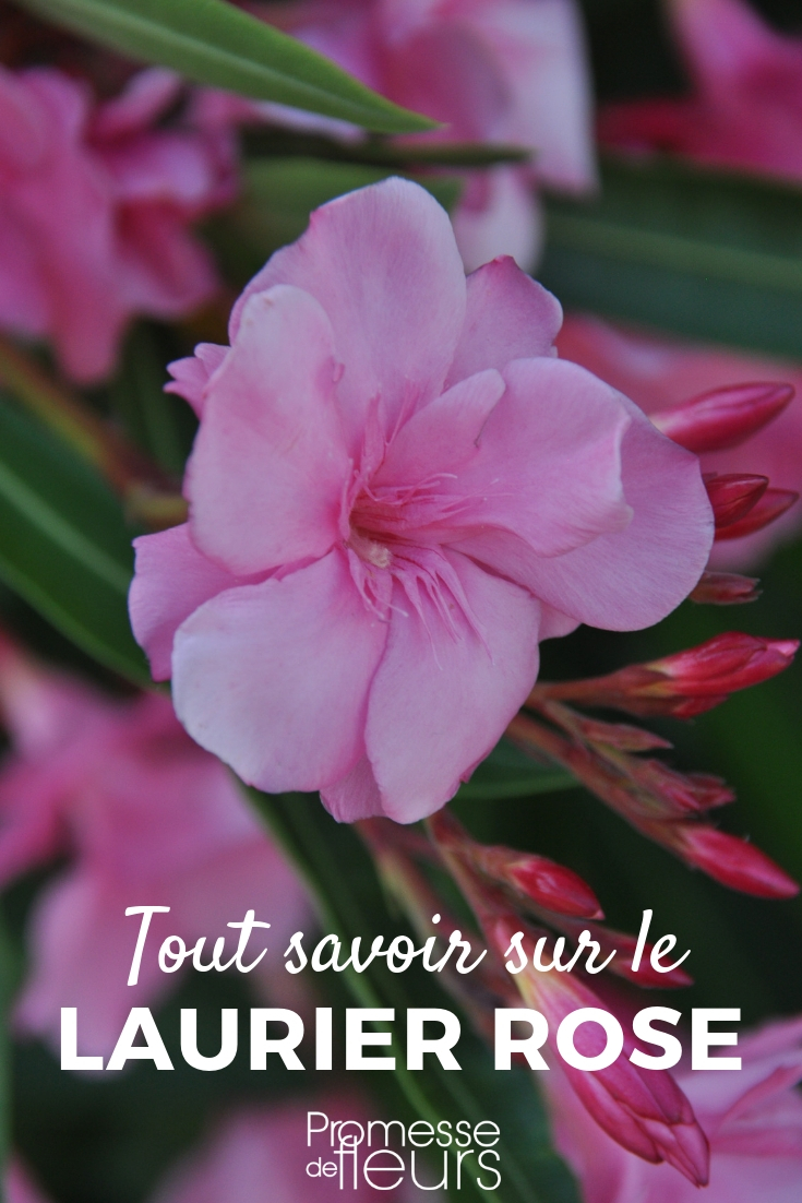 Lorbeerrose, Nerium oleander: Pflanzen, Schneiden, Pflegen