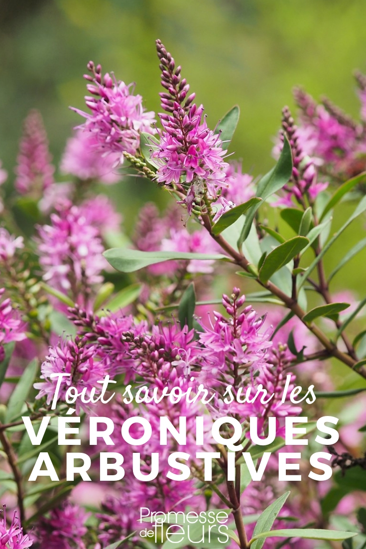 Strauchveronika